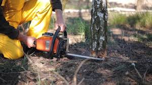 Best Tree Maintenance Programs  in Stockbridge, MI