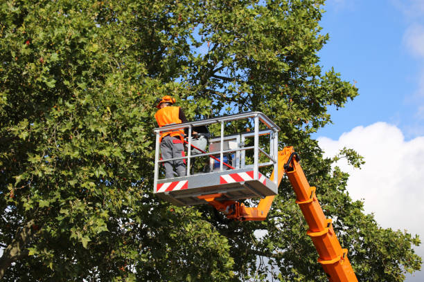 Professional  Tree Services in Stockbridge, MI