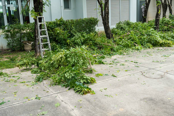 Why Choose Our Tree Removal Services in Stockbridge, MI?